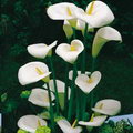 Calla aethiopica